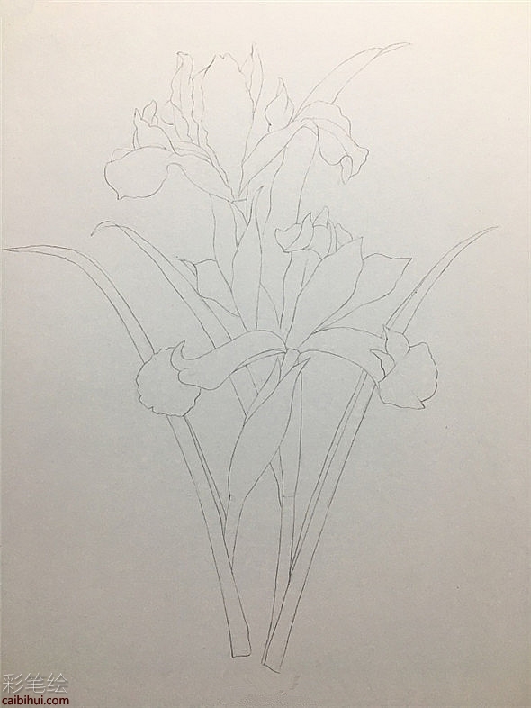 彩鉛畫教程：鳶尾花彩鉛畫具體畫法教程