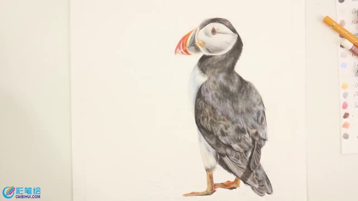 彩鉛手繪鳥兒