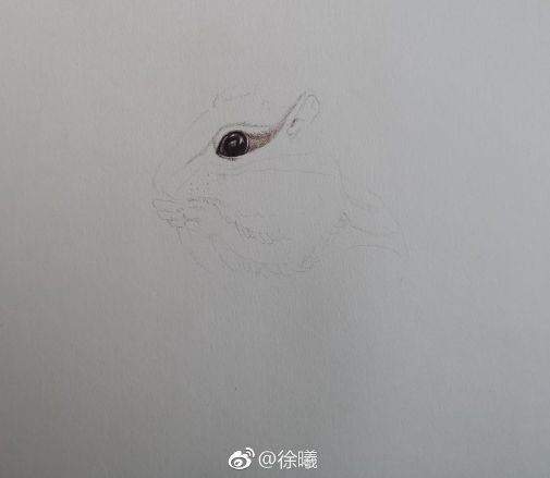 圓珠筆畫動物