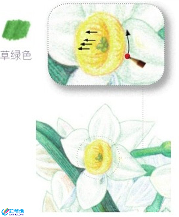 彩鉛畫水仙花的畫法