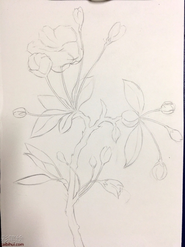 彩鉛畫櫻花
