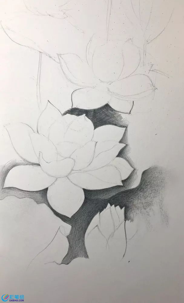 彩鉛畫(huà)白蓮