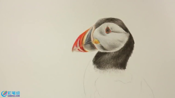 彩鉛手繪鳥兒