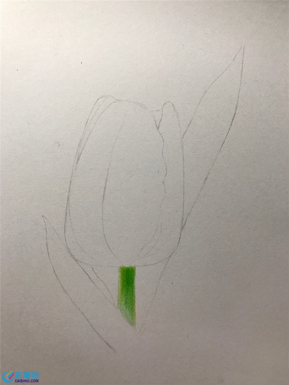 水彩畫入門：郁金香水彩畫畫法