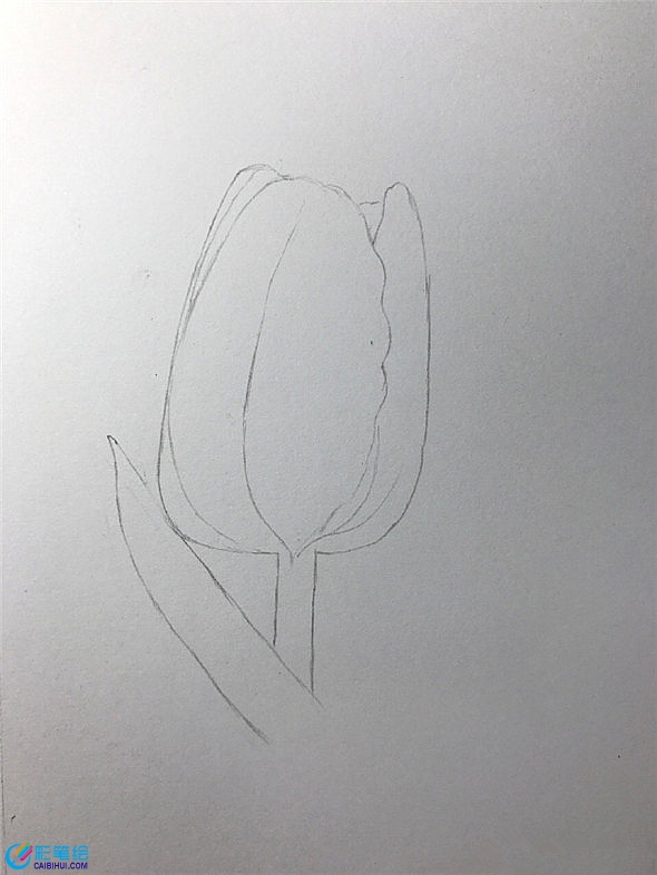 水彩畫入門：郁金香水彩畫畫法