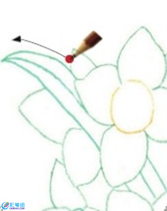 彩鉛畫水仙花的畫法