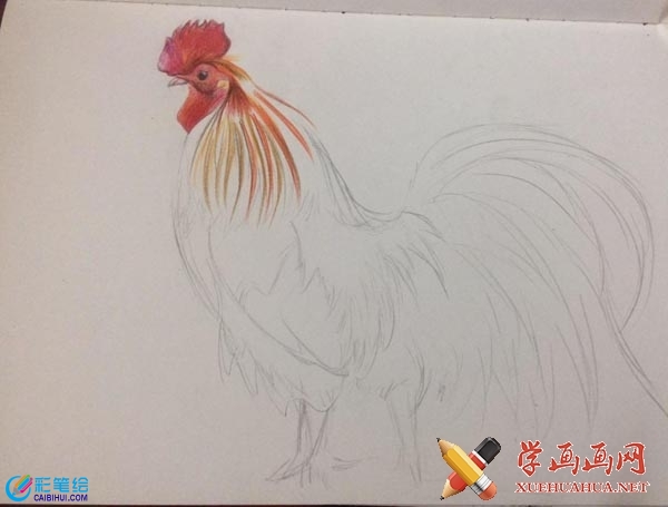 雞