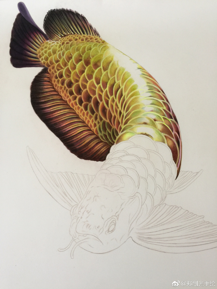 彩鉛畫(huà)金龍魚(yú)