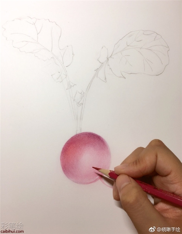 彩鉛畫入門：簡單的胡蘿卜彩鉛畫法
