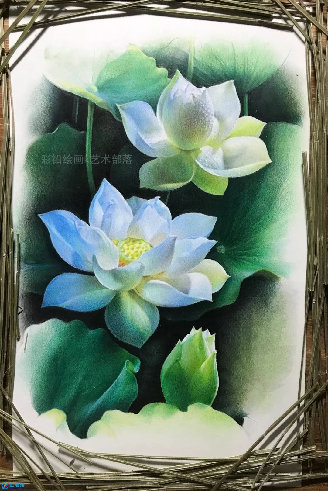 彩鉛畫(huà)白蓮