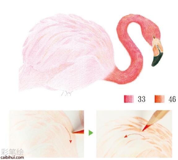 火烈鳥彩鉛教程