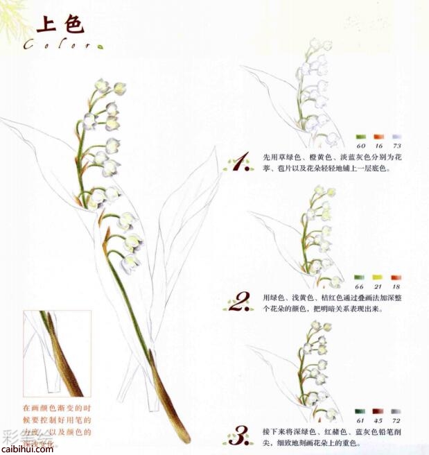 彩鉛畫鈴蘭花