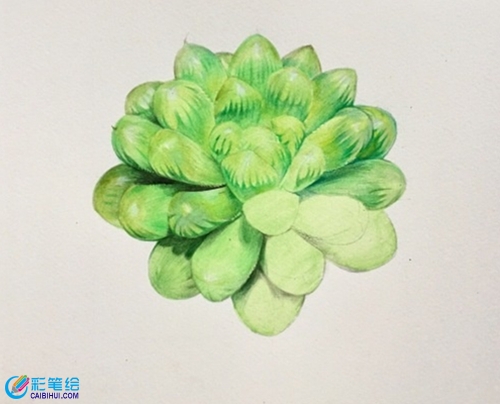 多肉玉露彩鉛手繪教程