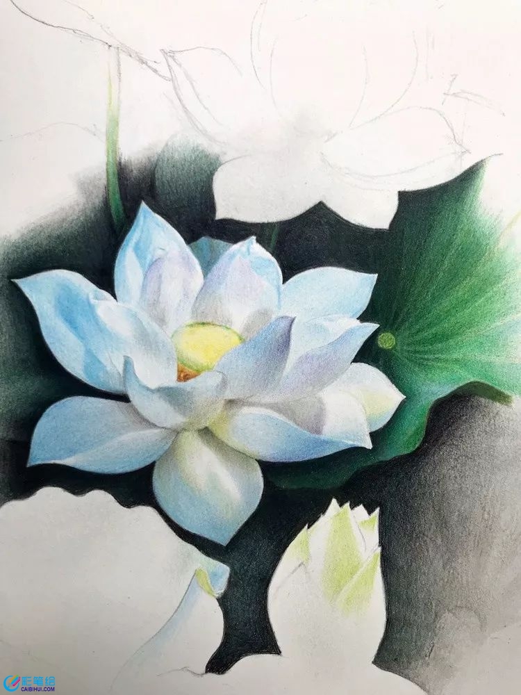 彩鉛畫(huà)白蓮