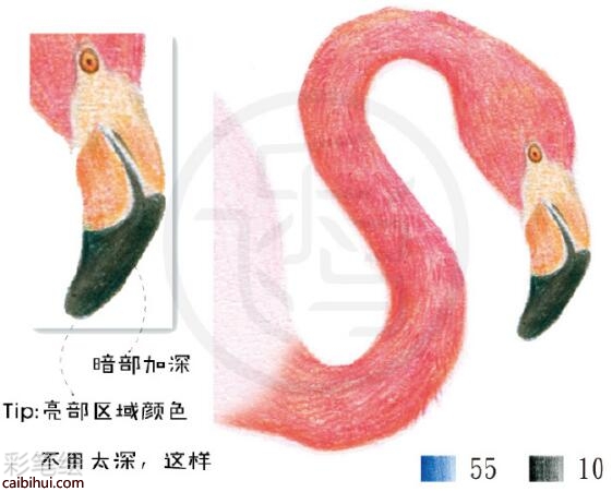 火烈鳥彩鉛教程
