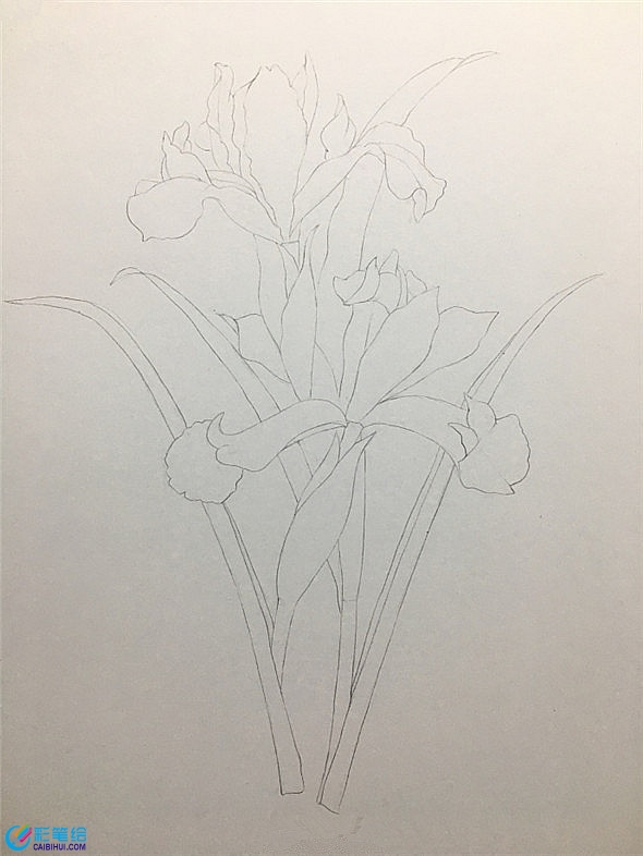 彩鉛畫教程：鳶尾花彩鉛畫具體畫法教程