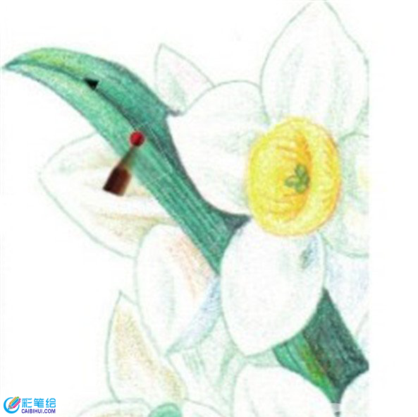 彩鉛畫水仙花的畫法