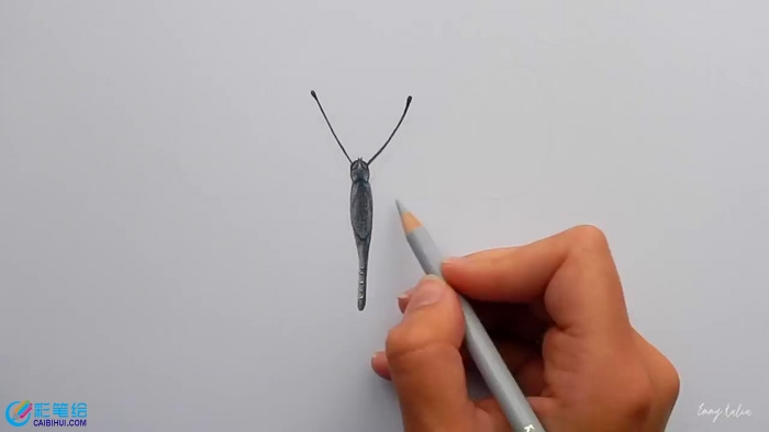 彩鉛畫蝴蝶