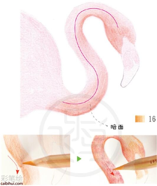 火烈鳥彩鉛教程