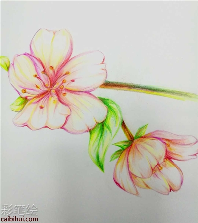 櫻花彩鉛手繪教程