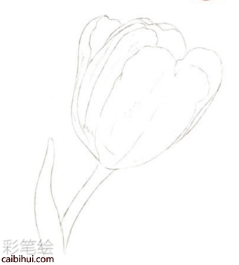 彩鉛畫郁金香教程