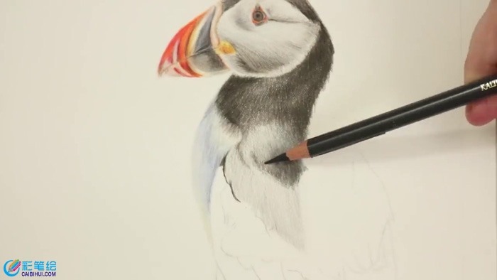 彩鉛手繪鳥兒
