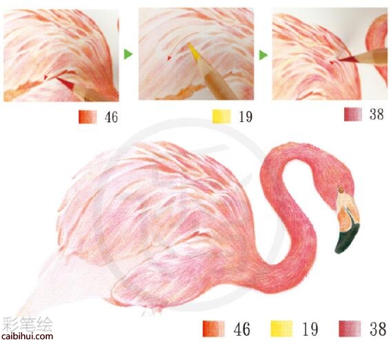 火烈鳥彩鉛教程