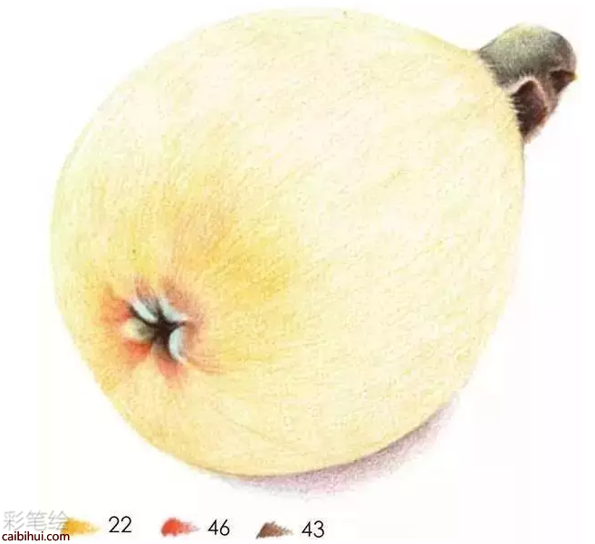 彩鉛畫枇杷