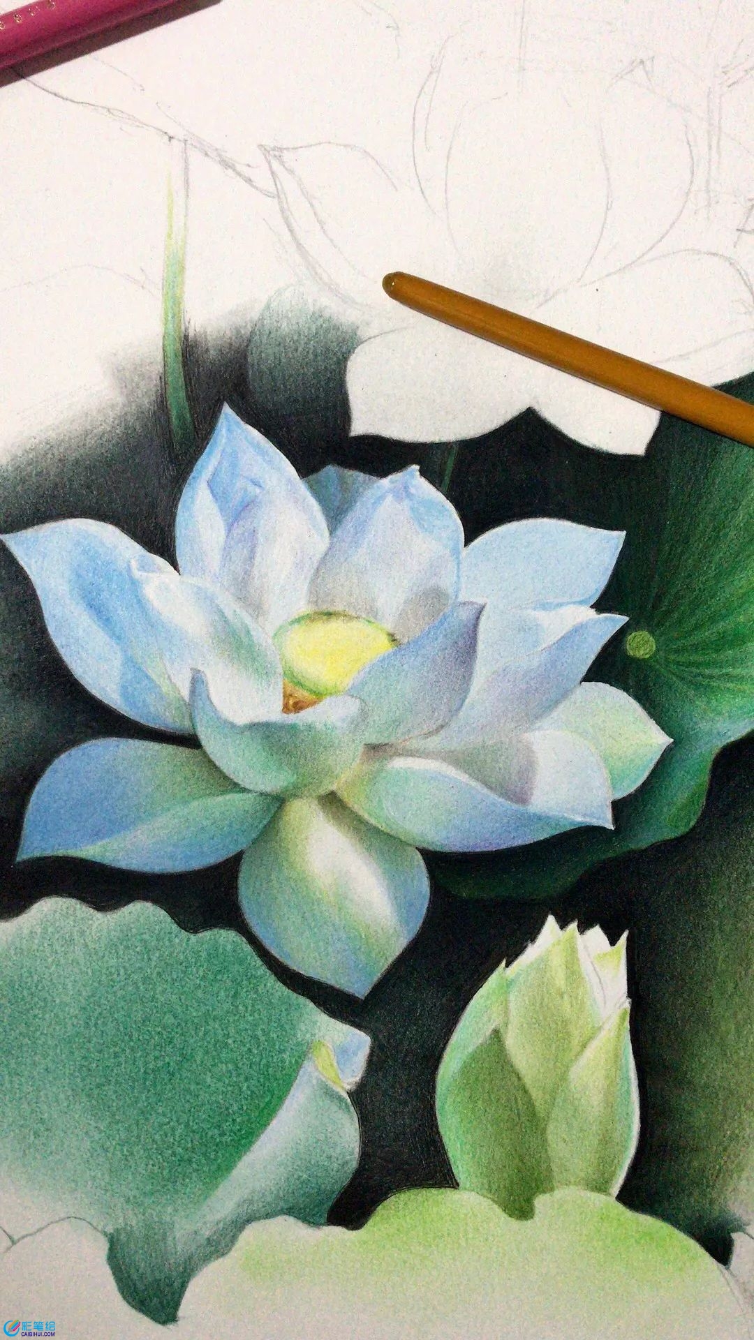 彩鉛畫(huà)白蓮
