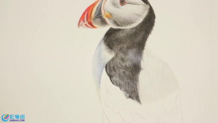 彩鉛手繪鳥兒