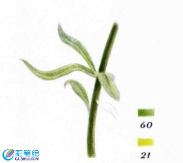 彩鉛畫紫羅蘭的步驟