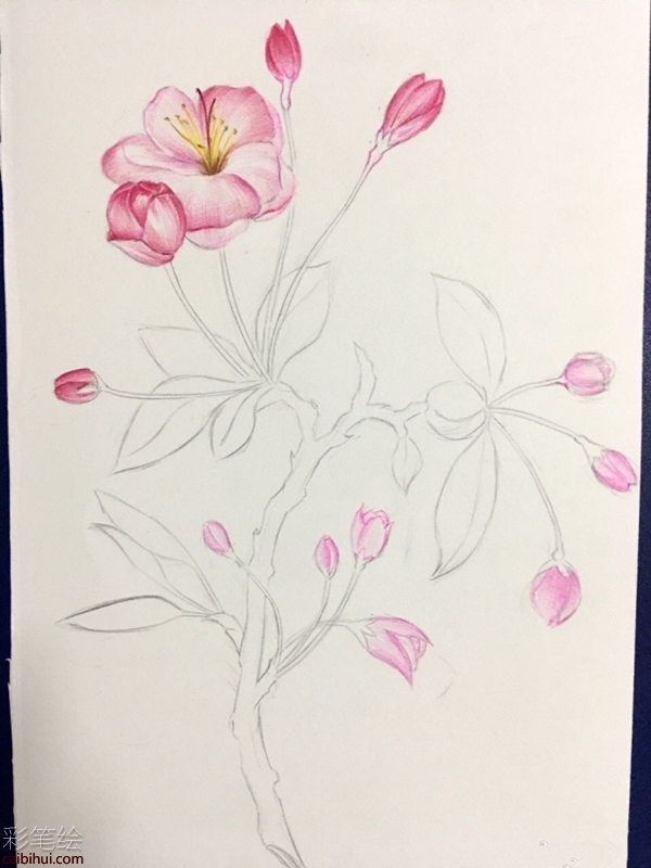 彩鉛畫櫻花