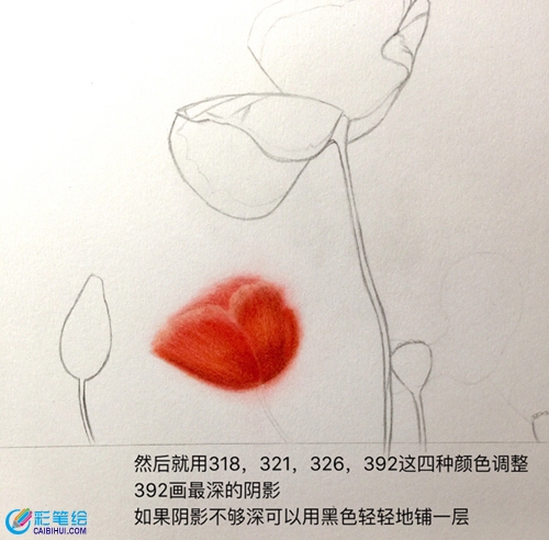 彩鉛虞美人教程