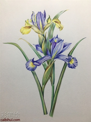 彩鉛畫教程：鳶尾花彩鉛畫具體畫法教程