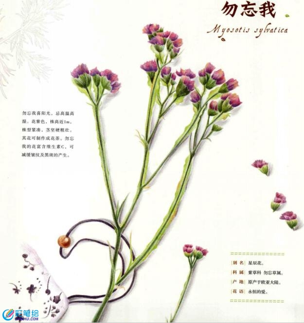 彩鉛畫手繪勿忘我教程