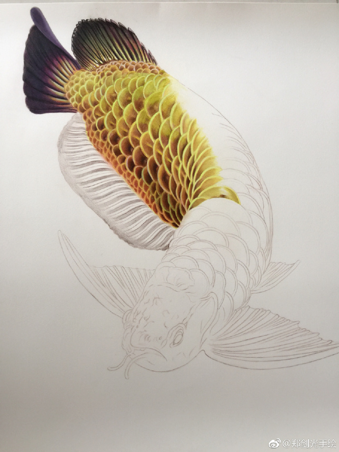 彩鉛畫(huà)金龍魚(yú)