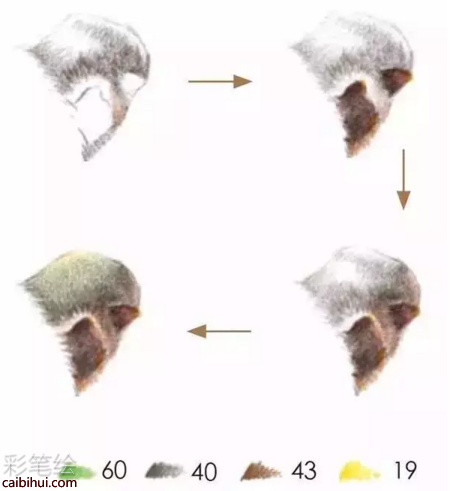 彩鉛畫枇杷