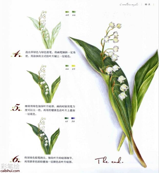 彩鉛畫鈴蘭花