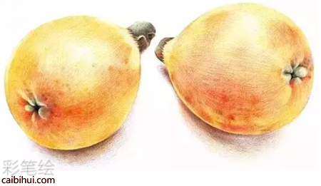 彩鉛畫枇杷
