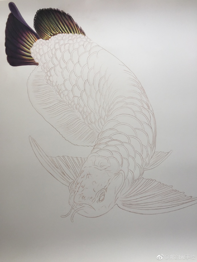 彩鉛畫(huà)金龍魚(yú)