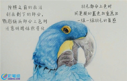 彩鉛畫鸚鵡步驟