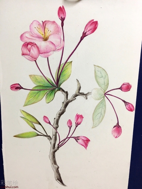 彩鉛畫櫻花