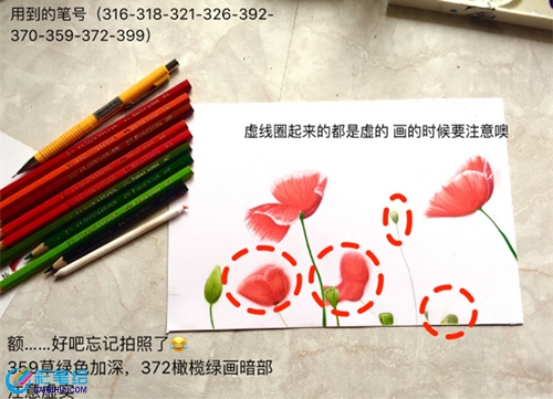 彩鉛虞美人教程