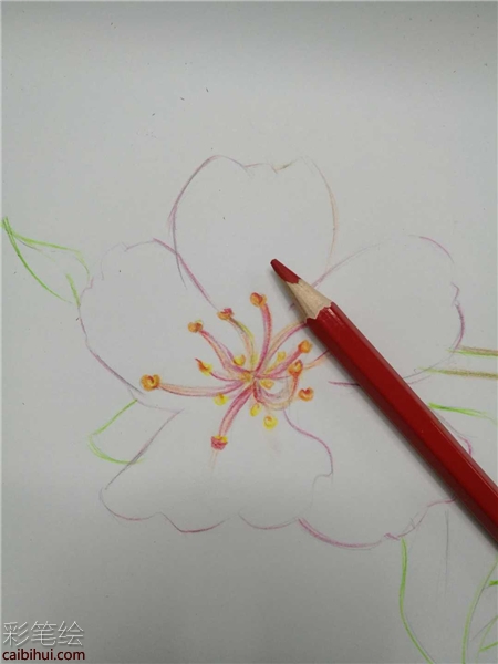櫻花彩鉛手繪教程