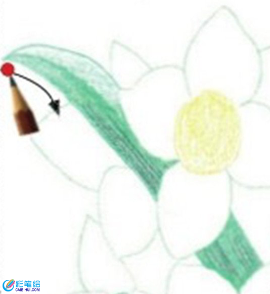 彩鉛畫水仙花的畫法