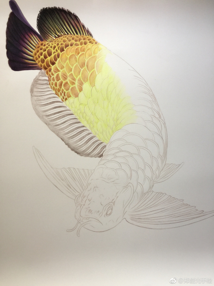 彩鉛畫(huà)金龍魚(yú)