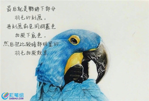 彩鉛畫鸚鵡步驟