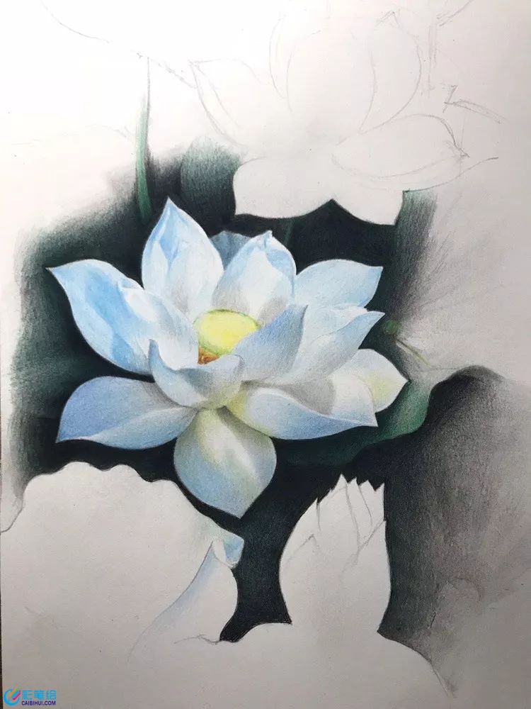 彩鉛畫(huà)白蓮