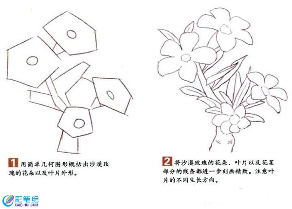 沙漠玫瑰彩鉛畫怎么畫？彩鉛畫花卉繪畫教程