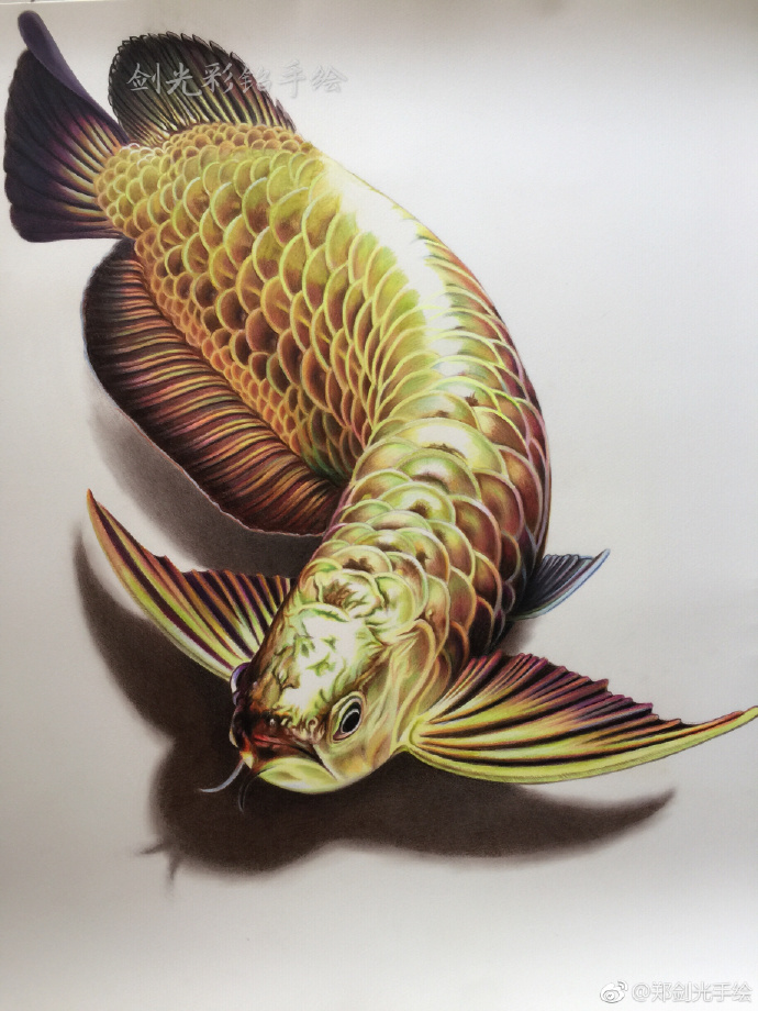 彩鉛畫(huà)金龍魚(yú)